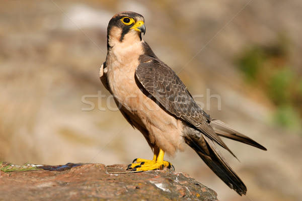 Falcon Rock Afrique du Sud Afrique extérieur naturelles [[stock_photo]] © EcoPic