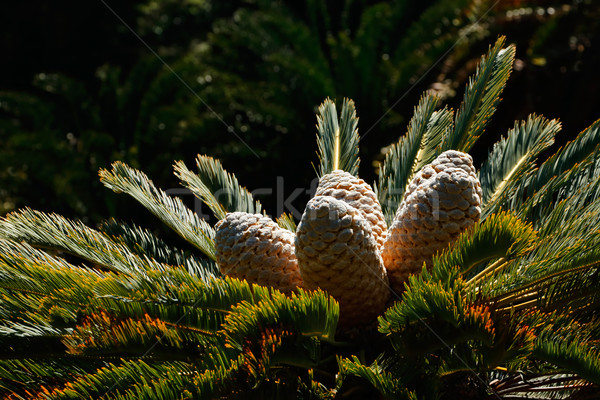 Cycad leaves and cones Stock photo © EcoPic