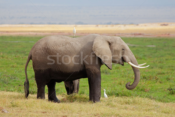 Afrikai elefánt tehén fiatal park Kenya természet Stock fotó © EcoPic