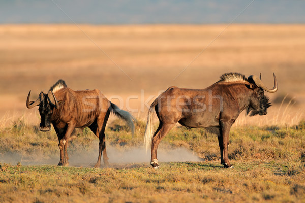 Black wildebeest Stock photo © EcoPic