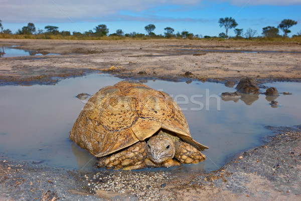 Leopárd teknősbéka hegy Dél-Afrika víz szemek Stock fotó © EcoPic