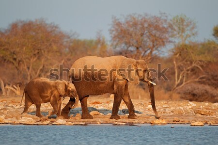 Afryki słonie pokryty pyłu parku Namibia Zdjęcia stock © EcoPic