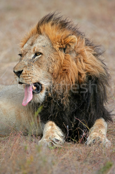 Big male African lion Stock photo © EcoPic