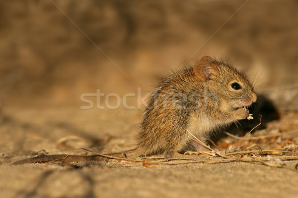 Striped grass mouse Stock photo © EcoPic