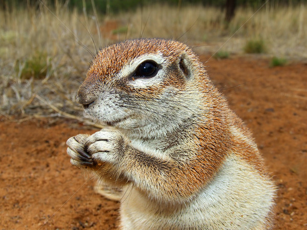 Ground squirrel Stock photo © EcoPic