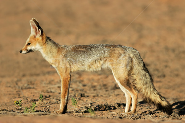 Stock photo: Cape fox