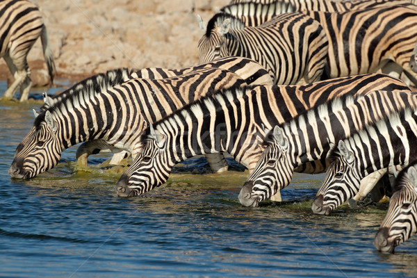 Alföld zebrák ivóvíz park Namíbia víz Stock fotó © EcoPic