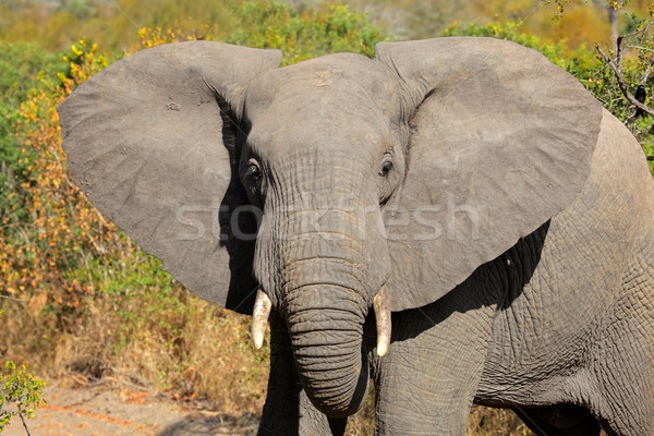 African elephant Stock photo © EcoPic