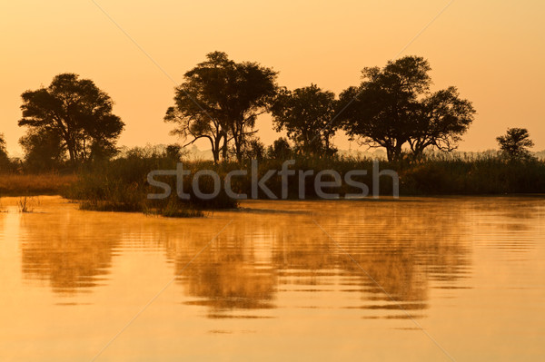 Stock photo: Trees and reflection