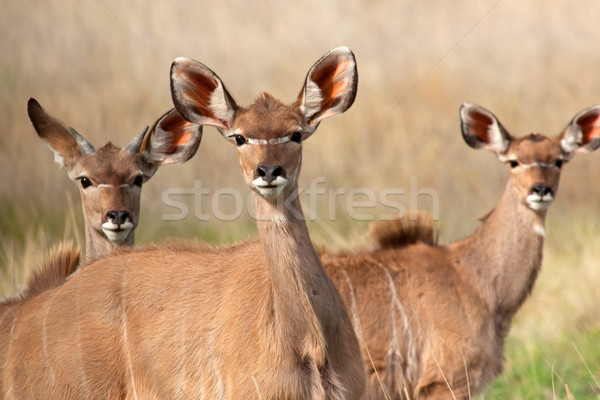 Kudu antelopes Stock photo © EcoPic