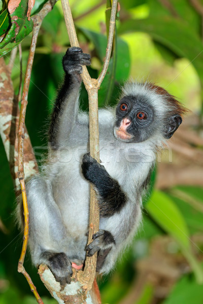 Zanzibar red colobus monkey Stock photo © EcoPic