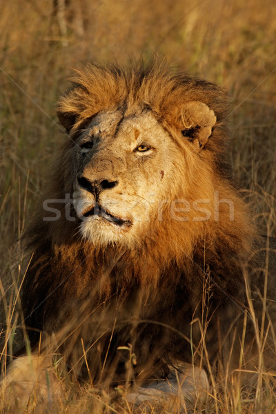 Big male African lion   Stock photo © EcoPic