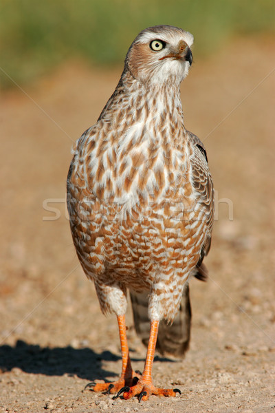 Bleek onvolwassen park Namibië ogen vogel Stockfoto © EcoPic