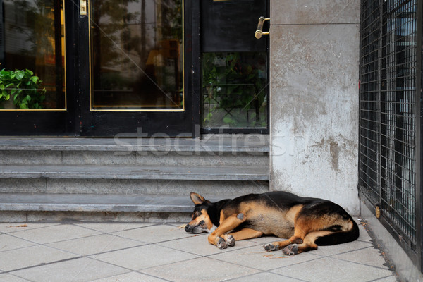 Straße Hund Obdachlosen schlafen Stadt Gebäude Stock foto © EcoPic