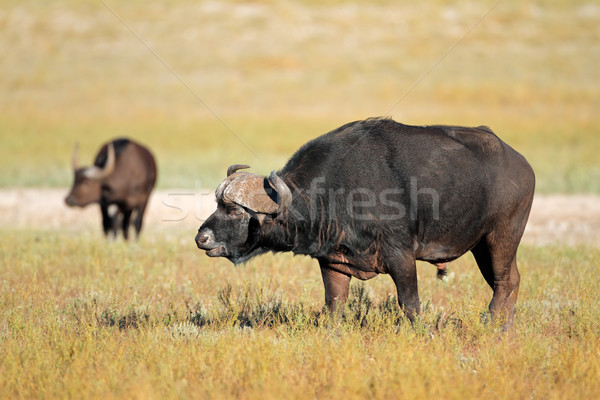 African buffalo Stock photo © EcoPic