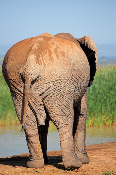 African elephant from behind Stock photo © EcoPic