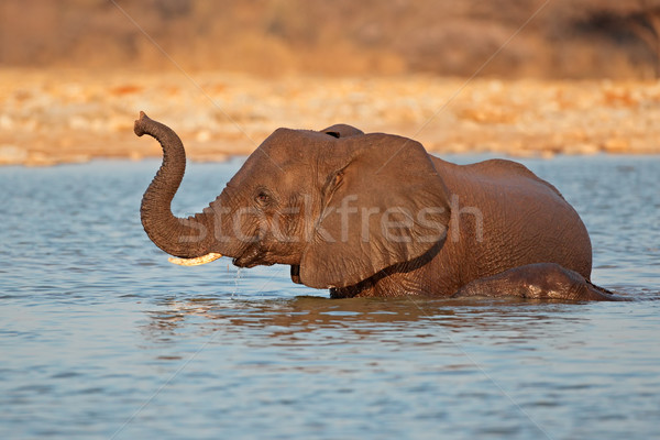 Elephant in water 05 Stock photo © EcoPic