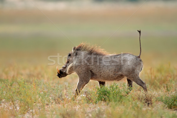 Warthog running Stock photo © EcoPic