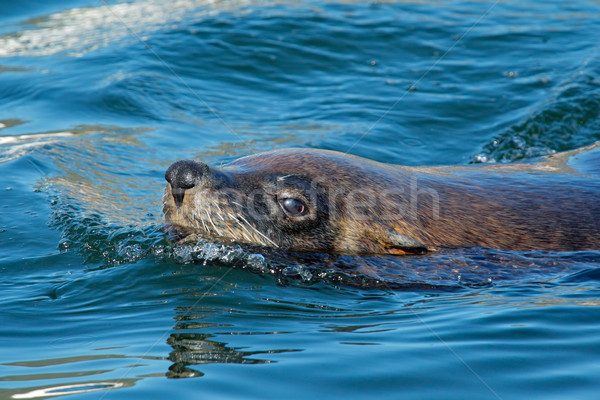 Brown fur seal Stock photo © EcoPic