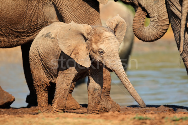 赤ちゃん アフリカゾウ かわいい 象 公園 南アフリカ ストックフォト C Nico Smit Ecopic Stockfresh