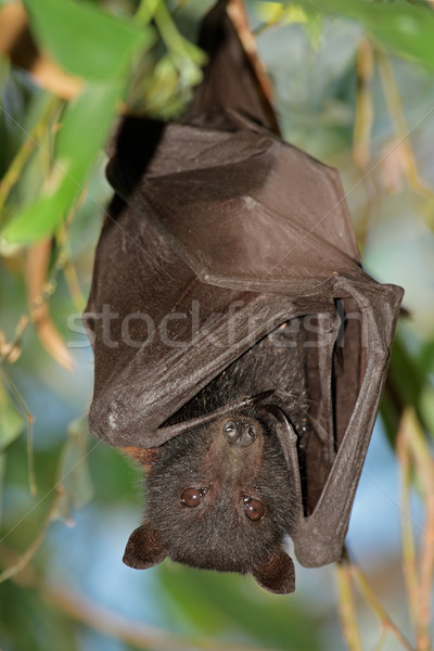 [[stock_photo]]: Noir · parc · nord · Australie · nature