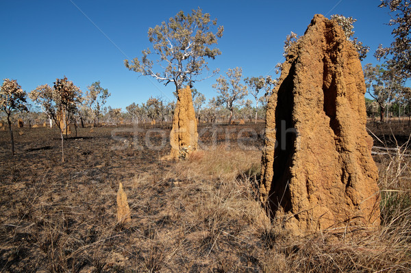 Cathedral termite mounds, Australia Stock photo © EcoPic