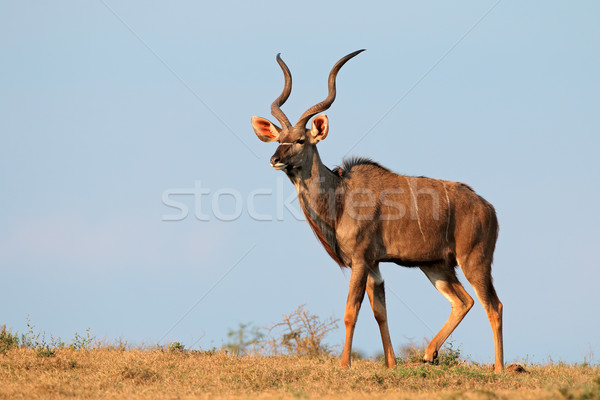 Kudu antelope Stock photo © EcoPic