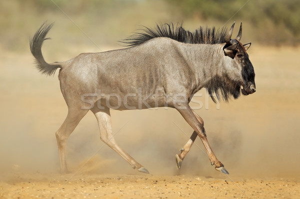Bleu poussière désert Afrique du Sud nature courir Photo stock © EcoPic