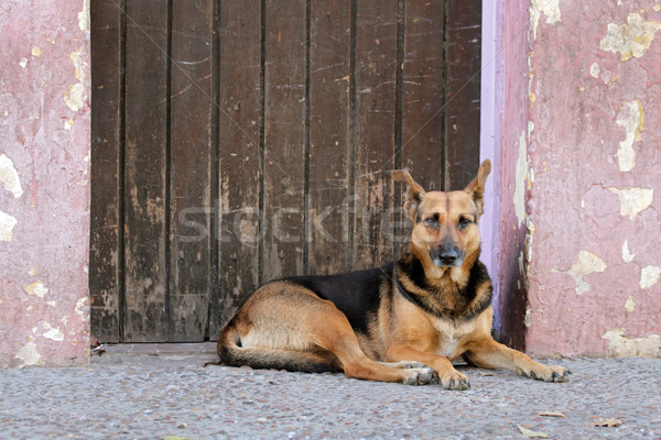 Stray street dog Stock photo © EcoPic