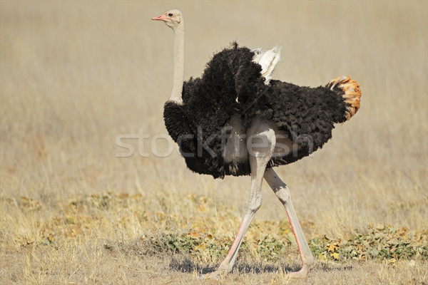 Erkek devekuşu çöl kuş Afrika boyun Stok fotoğraf © EcoPic