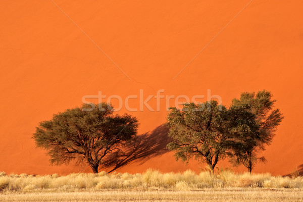 песчаная дюна деревья красный африканских пустыне Намибия Сток-фото © EcoPic