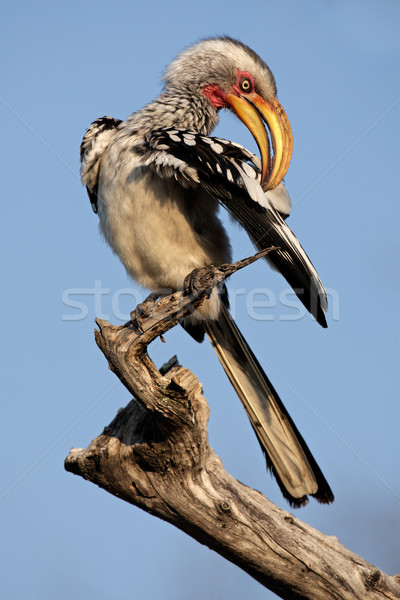 Yellow-billed hornbill Stock photo © EcoPic