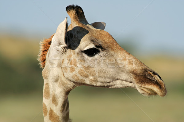 Giraffe portrait Stock photo © EcoPic