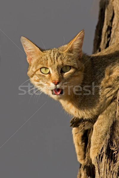 African wild cat Stock photo © EcoPic