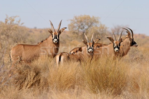 Selten gefährdet Südafrika Gras Natur Afrika Stock foto © EcoPic