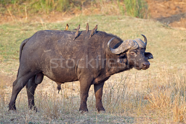 African buffalo bull Stock photo © EcoPic