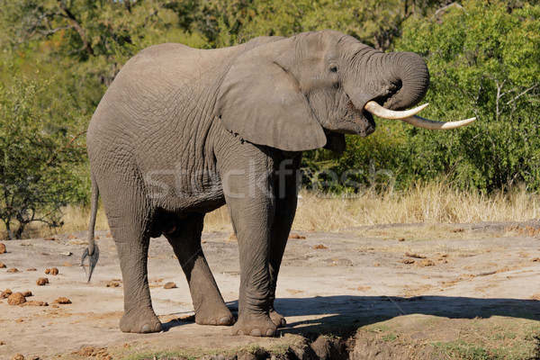 African elephant Stock photo © EcoPic