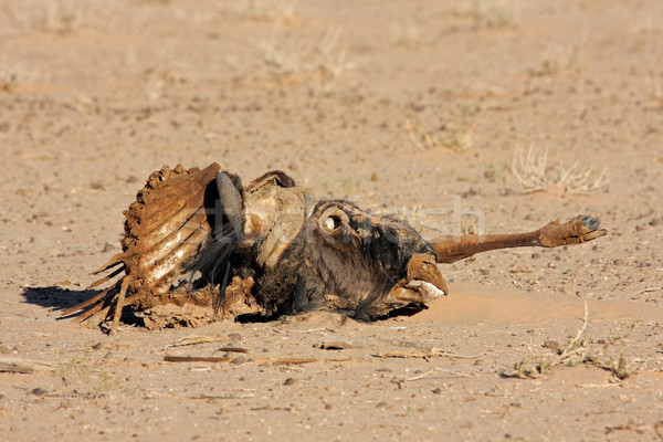 Wildebeest carcass Stock photo © EcoPic
