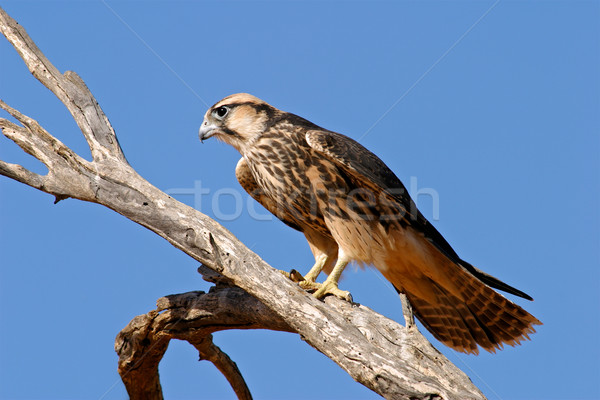 Falcon branche désert Afrique du Sud arbre Afrique [[stock_photo]] © EcoPic