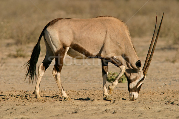 Gemsbok antelope Stock photo © EcoPic