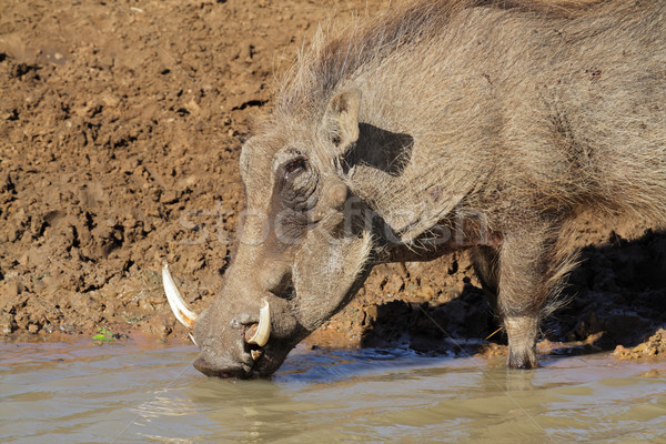 Warthog drinking water Stock photo © EcoPic