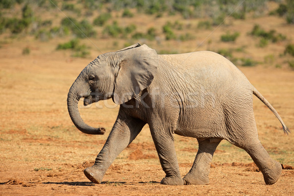 Afrikai elefánt sétál fiatal elefánt park Dél-Afrika Stock fotó © EcoPic