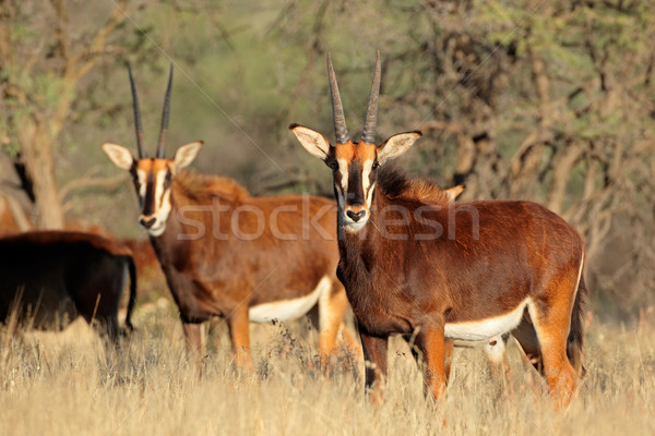 ニジェール 自然 生息地 南アフリカ 自然 アフリカ ストックフォト © EcoPic