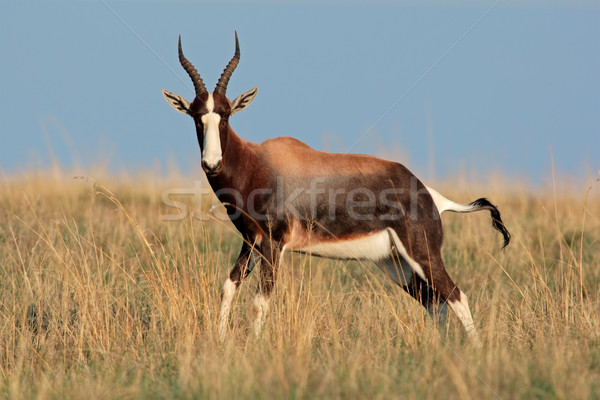 Stock fotó: Veszélyeztetett · Dél-Afrika · fű · természet · állat · afrikai