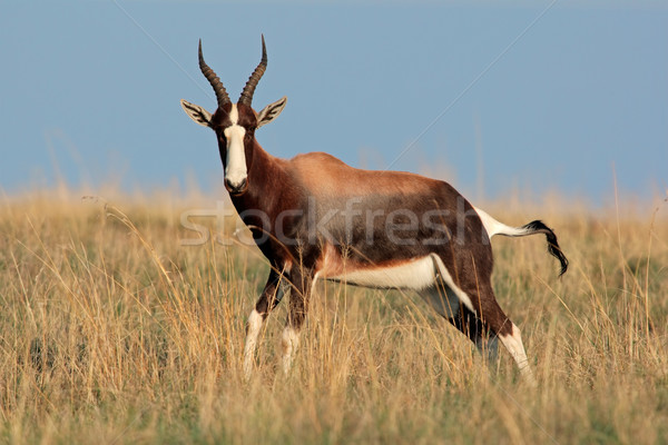 Bontebok antelope  Stock photo © EcoPic