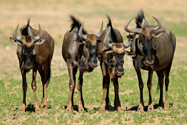 Blue wildebeest Stock photo © EcoPic
