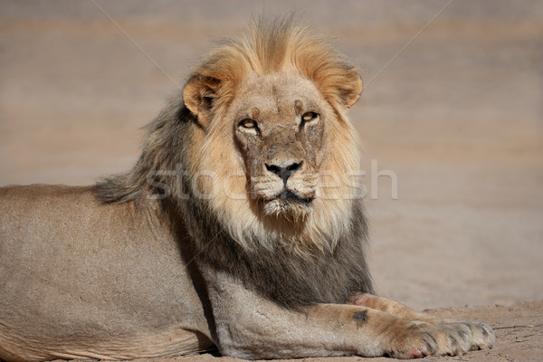 Grande masculino africano leão retrato deserto Foto stock © EcoPic