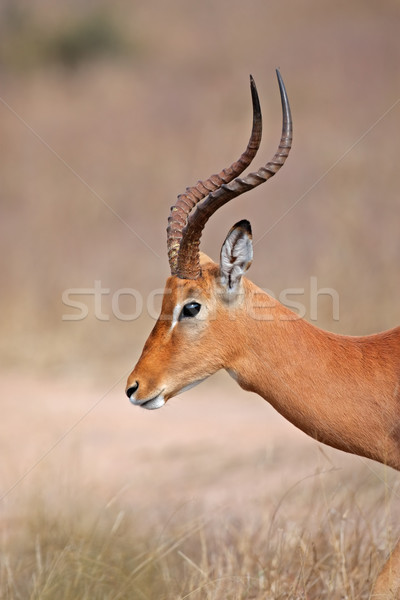 Impala antelope Stock photo © EcoPic