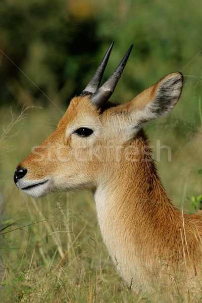 Puku antelope Stock photo © EcoPic
