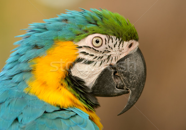 Blue-and-yellow Macaw Stock photo © EcoPic
